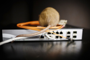 damaged wires from internet connection. The rat gnawed through the optical cable and twisted pair on the router on a black background. No Internet. Disconnection from the Internet