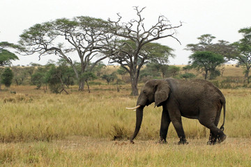 Fototapeta premium Elephant, Serengeti National Park, Tanzania