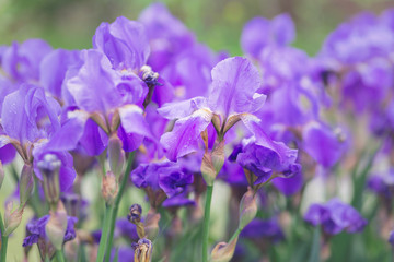 Violet and blue iris flowers closeup on green garden background.