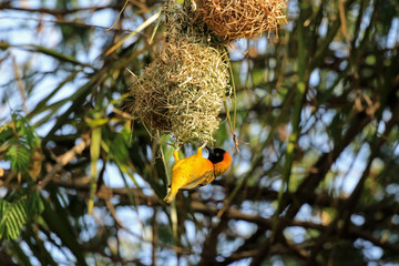 Lesser masked weaver, Serengeti National Park, Tanzania
