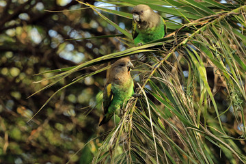 Meyer's parrot or Brown parrot, Serengeti National Park, Tanzania © bayazed