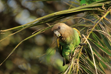 Meyer's parrot or Brown parrot, Serengeti National Park, Tanzania © bayazed