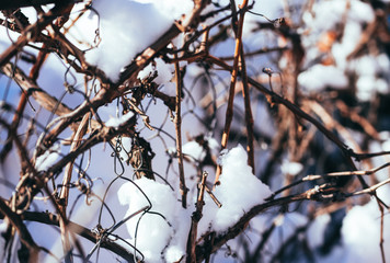 Winter garden and dry grape leaf