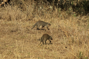 Banded mongoose, Serengeti National Park, Tanzania