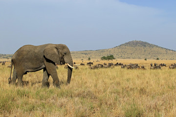 Fototapeta premium The Great migration, Serengeti National Park, Tanzania