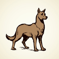 Wolf. Vector drawing