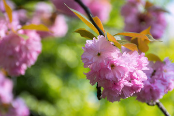 pink sakura blossom in spring. beautiful flowers on a twig in green garden background. wonderful...
