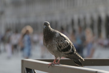 Pigeon sitting on a railing in the city center. A bird resting and waiting for food. A hot, sunny summer day in Italy. St. Mark's Square in Venice, columns and tourists visible in the background.