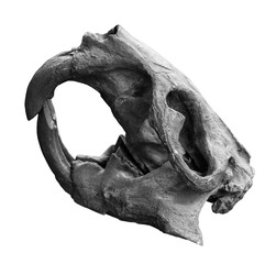 monochrome skull of a giant beaver on a white background. castoroides ohioensis. isolated object © art_rich