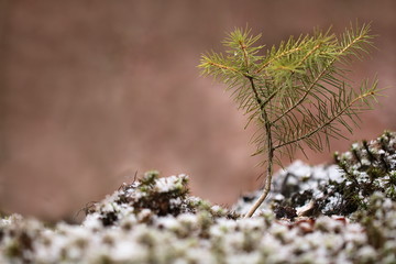 Sämling einer Tanne
