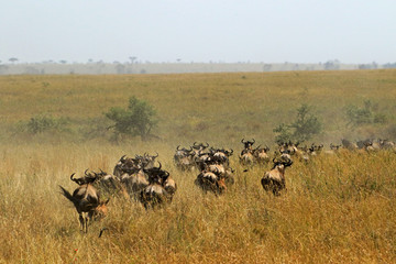 Naklejka na ściany i meble The Great migration, Serengeti National Park, Tanzania
