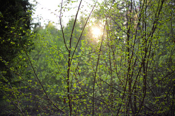 Fototapeta premium rays of sun in the forest