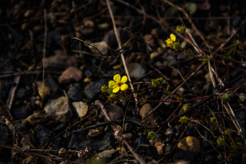 little yellwo flower