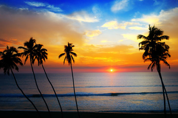 Fototapeta na wymiar Delightful sunset over the ocean. Against the sky the dark silhouette of coconut trees.