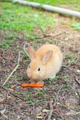 Bunny rabbit eating carrot in garden.
