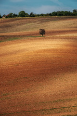 Obraz premium Lonely tree on an empty brown plowed field