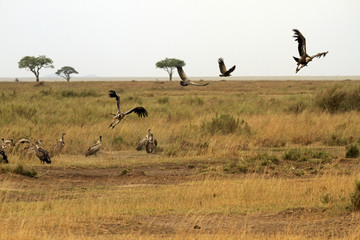 Ruppell's vultures, Serengeti National Park, Tanzania