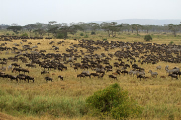 Naklejka na ściany i meble The Great migration, Serengeti National Park, Tanzania