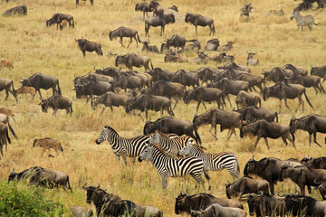 Obraz na płótnie Canvas The Great migration, Serengeti National Park, Tanzania