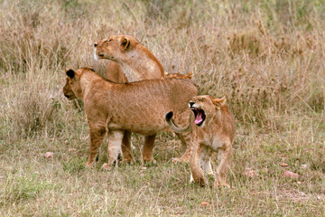 Lioness and her cubs, Serengeti National Park, Tanzania