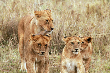 Fototapeta na wymiar Lioness and her cubs, Serengeti National Park, Tanzania