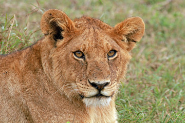 Obraz na płótnie Canvas Lioness, Serengeti National Park, Tanzania