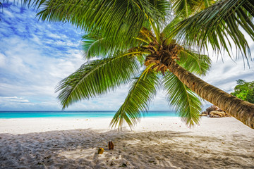 Fototapeta na wymiar Palm tree,white sand,turquoise water at tropical beach,paradise at seychelles 8