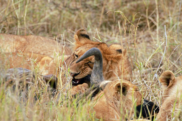 Lions eating antelope, Serengeti National Park, Tanzania