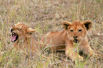 Lion cubs, Serengeti National Park, Tanzania