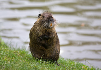 Nutria walking on grass