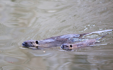 Nutria swimming in river