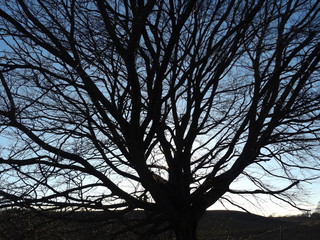 silhouette of a tree