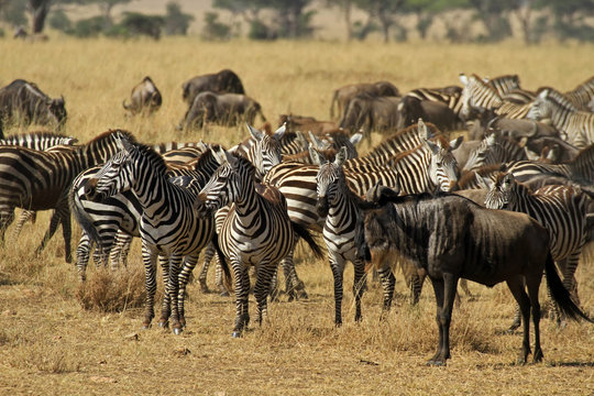 The Great migration, Serengeti National Park, Tanzania