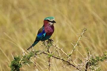 Lilac-breasted roller, Serengeti National Park, Tanzania