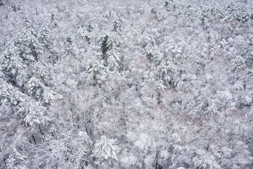 Fototapeta premium Aerial view of winter beautiful landscape with trees covered with hoarfrost and snow. Winter scenery from above. Landscape photo captured with drone.