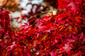 Closeup of beautiful autumn bright red leaves on the branches