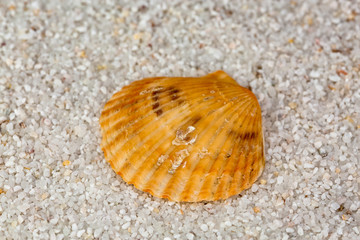 Sea shell on Beach Sand. Close up