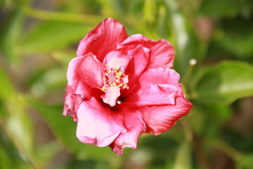 Obraz premium blume, pink, rosales, natur, garden, rot, pflanze, green, aufblühen, sommer, blühen, flora, makro, schönheit, frühling, floral, schön, blatt, blütenblätter, close up, farbe, gelb