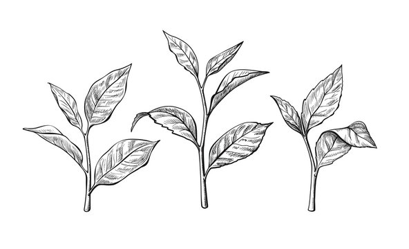 Sketch leaf isolated on white Royalty Free Vector Image