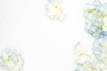 Hydrangea flower white background floral flat lay