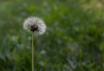dandelion