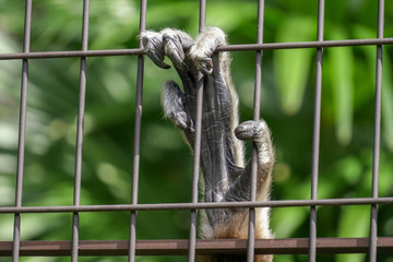 monkey hand in the fence