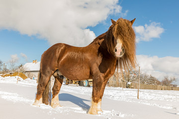 Agar, Bohemian-Moravian Belgian horse in sunny day in winter. Czech Republic