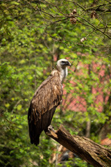 A griffon vulture in the enclosure on a branch