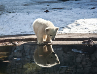 Little white bear looks with surprise at his reflection in the water