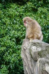 baboon alone in a rock