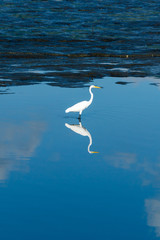 bird and sky reflex on water