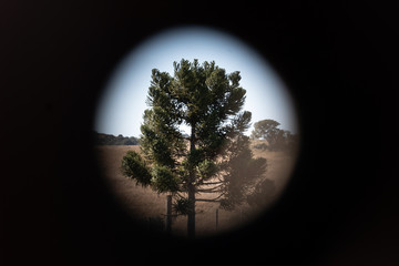 araucaria tree with pinhole vignette