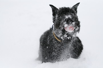 portrait of a giant schnauzer in snow
