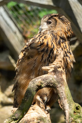 An eagle owl looks into the distance